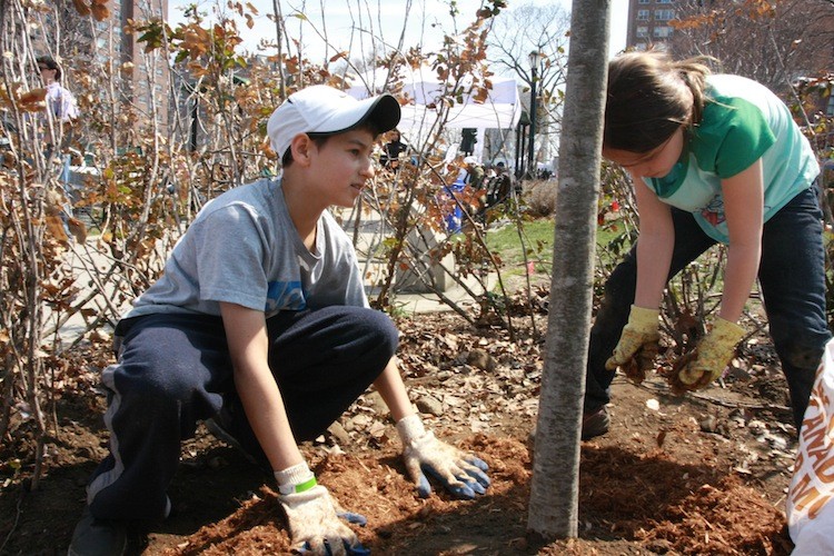 Million Trees NYC Nears Halfway Mark