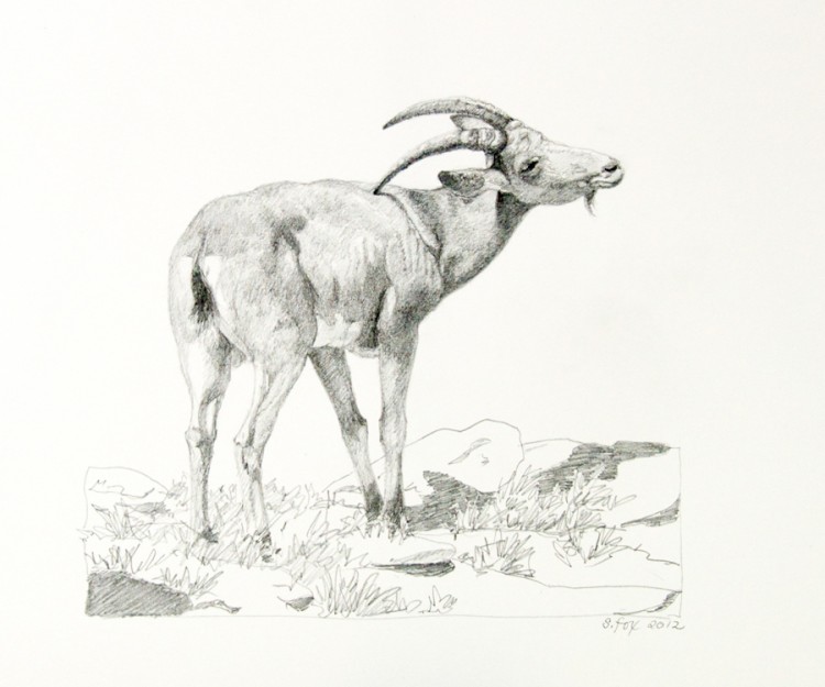 Ibex-scratching Epoch Times Photo