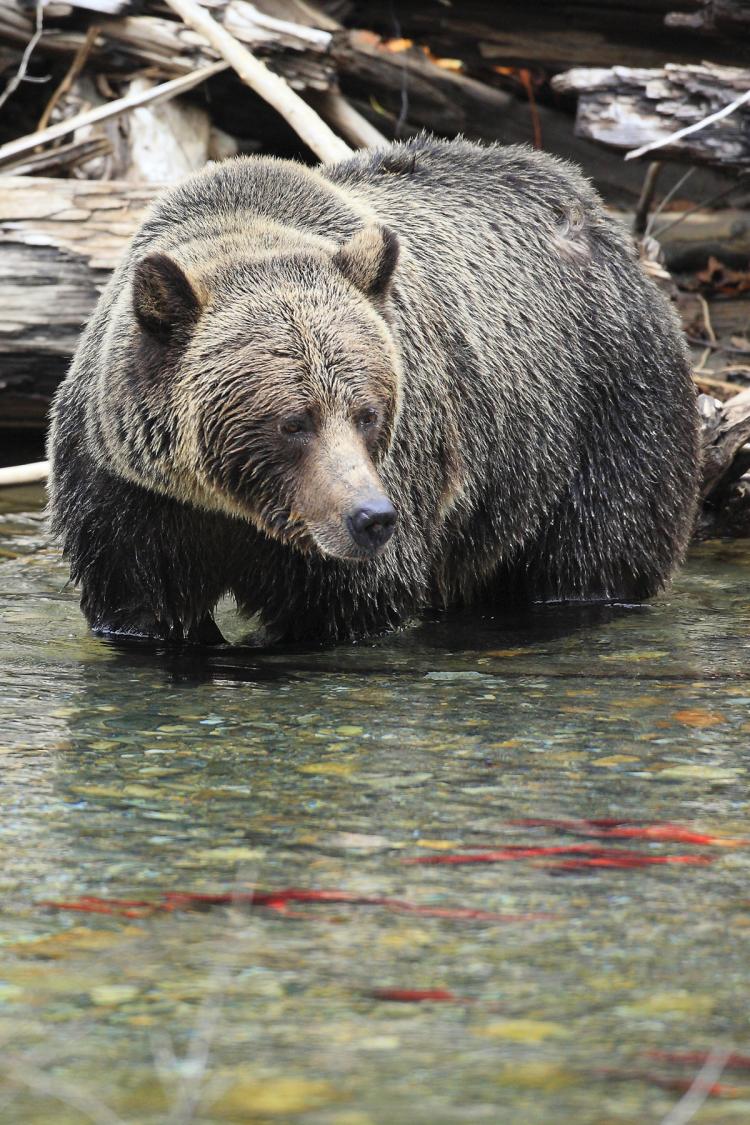 Decreasing B.C. salmn returns is raising concerns that grizzly bears on the west coast may be going hungry just as they need to fatten up for their winter hibernation. o (John Marriott) Decreasing B.C. salmn returns is raising concerns that grizzly bears on the west coast may be going hungry just as they need to fatten up for their winter hibernation. o (John Marriott)