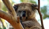 How Do Koalas Drink? Not the Way You Might Think