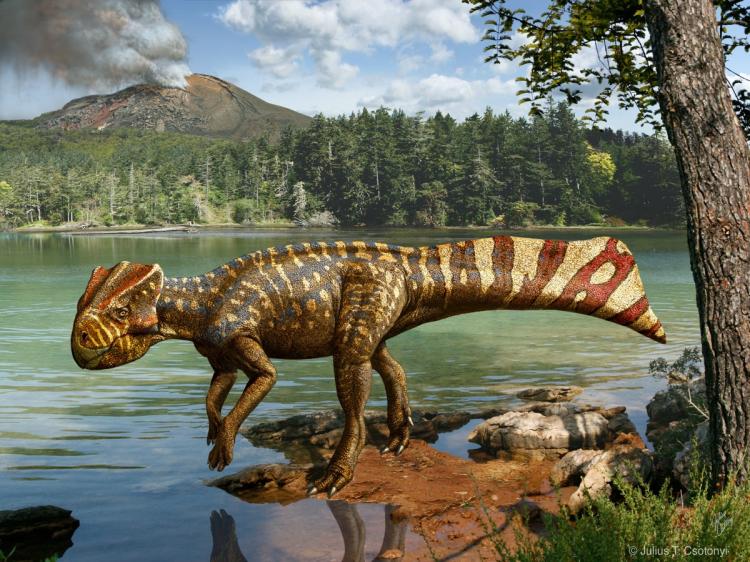 NEW DINOSAUR: A reconstruction of what Koreaceratops hwaseongensis may have looked like. (Julius T. Csotonyi) NEW DINOSAUR: A reconstruction of what Koreaceratops hwaseongensis may have looked like. (Julius T. Csotonyi)