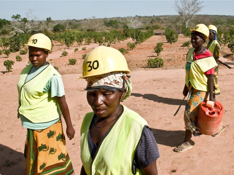 The Dakatcha Woodlands, Kenya, spans 79,000 acres of land and is home to over 20,000 tribal people, most of whom make their living from small-scale farming. They now face eviction to make way for a biofuels plantation proposed by Italian owned Kenya Jatropha Energy Ltd.(Piers Benatar/Panos Pictures/ActionAid) The Dakatcha Woodlands, Kenya, spans 79,000 acres of land and is home to over 20,000 tribal people, most of whom make their living from small-scale farming. They now face eviction to make way for a biofuels plantation proposed by Italian owned Kenya Jatropha Energy Ltd.(Piers Benatar/Panos Pictures/ActionAid)