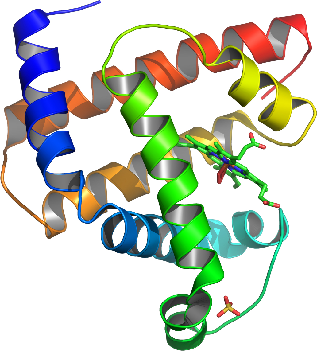 Myoglobin Molecule After being heated, the protein myoglobin can refold its long amino-acid chains in the absence of water, new research has shown.