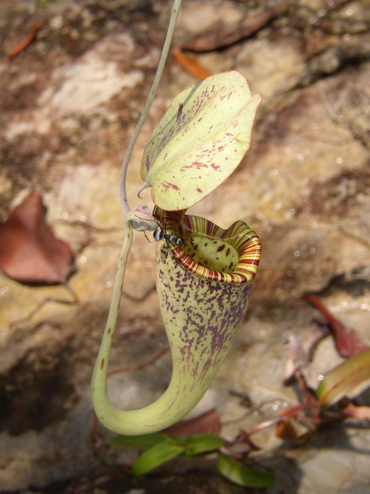 TOILET AND FEEDER: A Nepenthes rafflesiana pitcher. Scientists found Hardwicke's woolly bats roosting in Nepenthes rafflesiana pitchers, and the plant gains extra nutrition from the bats' excrement. (Wikimedia Commons) TOILET AND FEEDER: A Nepenthes rafflesiana pitcher. Scientists found Hardwicke's woolly bats roosting in Nepenthes rafflesiana pitchers, and the plant gains extra nutrition from the bats' excrement. (Wikimedia Commons)
