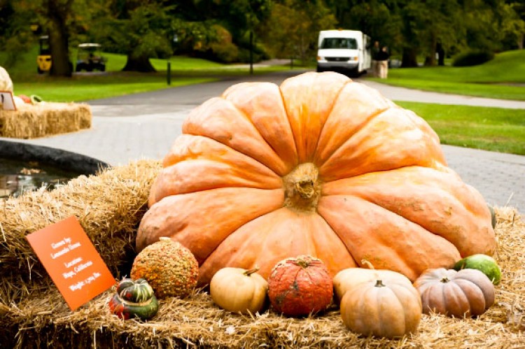 A 1,704.5 pound pumpkin grown by Leonard Urena, Napa, Calif. on display at The New York Botanical Garden until October 30.  (Courtesy of New York Botanical Garden)
