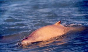 4 Dolphins Found Dead in Florida, Unclear If Red Tide the Cause