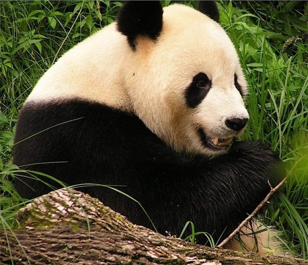 Epoch Times Photo