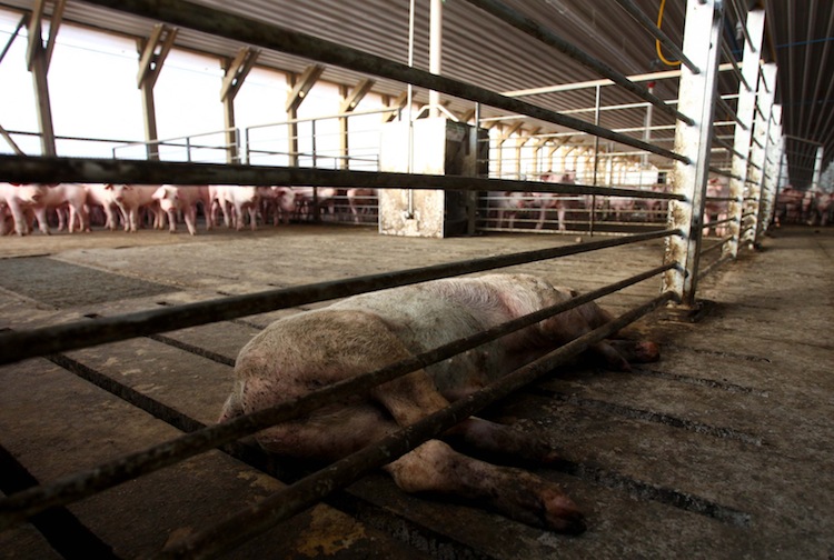 View of a dead pig in a hangar housing thousands of pigs in the Agrosuper slaughterhouse in Freirina, some 500 miles (800 km) north of Santiago, on May 22. (Alex Fuentes/AFP/GettyImages) Epoch Times Photo