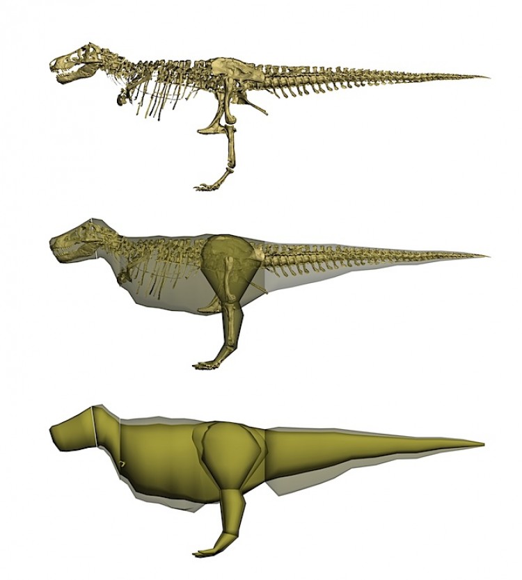 Schematic of the model design process using SUE as an example. Top: the scan is 'straightened' to make it symmetrical, which simplifies modeling of body cross-sections. Middle: a body volume is wrapped around the skeleton. Bottom: body volumes at three different levels of fleshiness, showing the difference between the skinniest (olive) and fattest (grey) versions. (Julia Molnar)