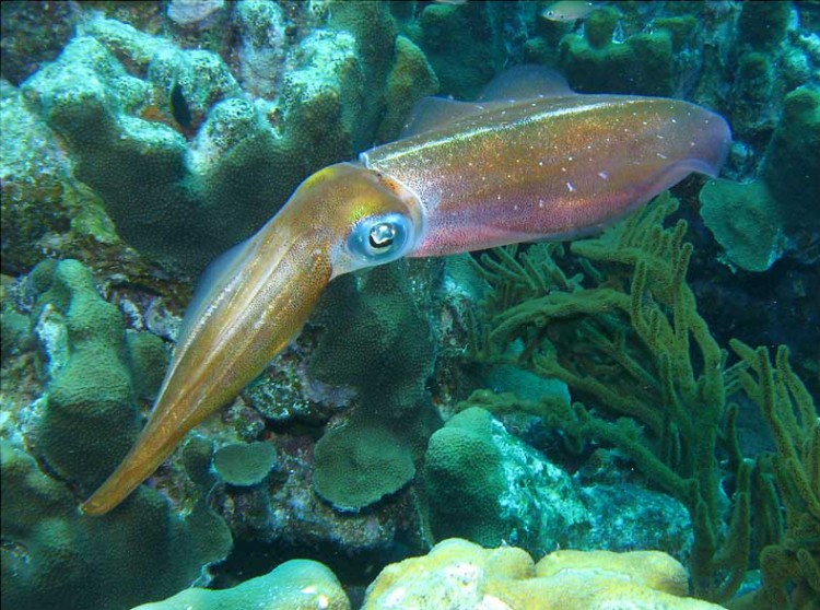 Reef_squid Epoch Times Photo