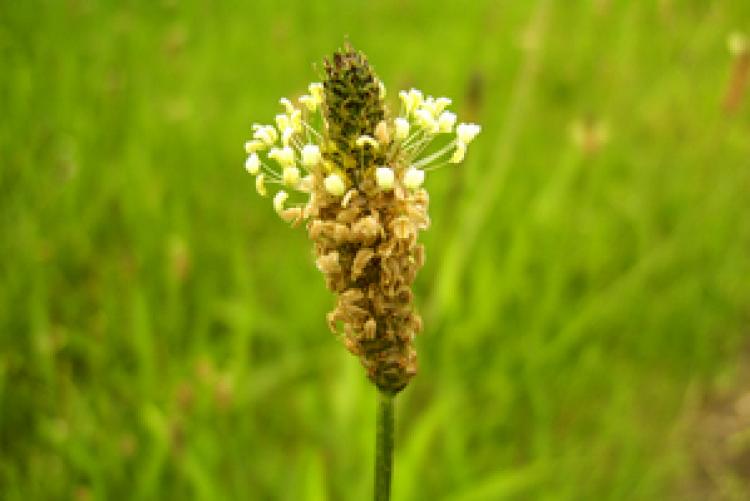 Ribwort Plantain flower (A. Kern/www.pixelio.de) Ribwort Plantain flower (A. Kern/www.pixelio.de)