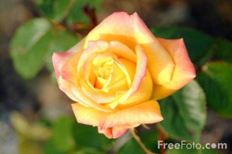 Rose petals can be used to relieve stress. (Freefoto.com)