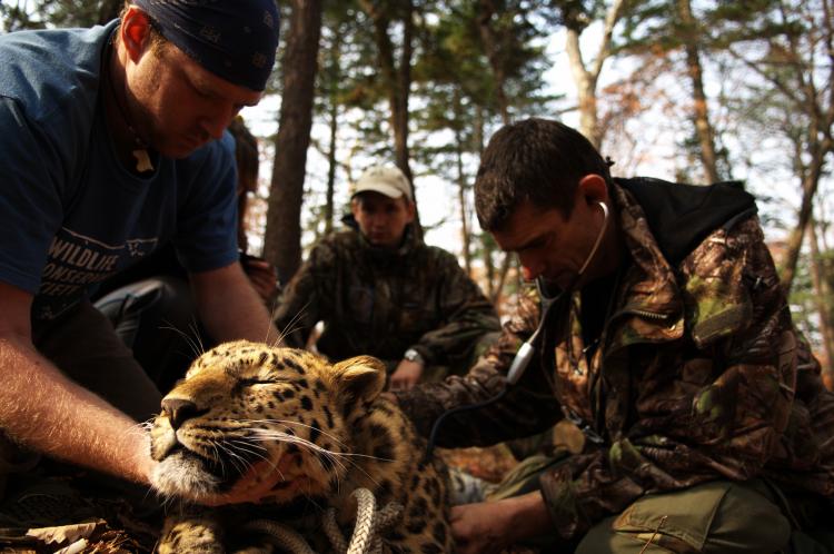 CHECK-UP: Experts perform tests on a sedated Amur leopard, an endangered long-legged leopard from Russia (COURTESY ANDREW HARRINGTON) CHECK-UP: Experts perform tests on a sedated Amur leopard, an endangered long-legged leopard from Russia (COURTESY ANDREW HARRINGTON)