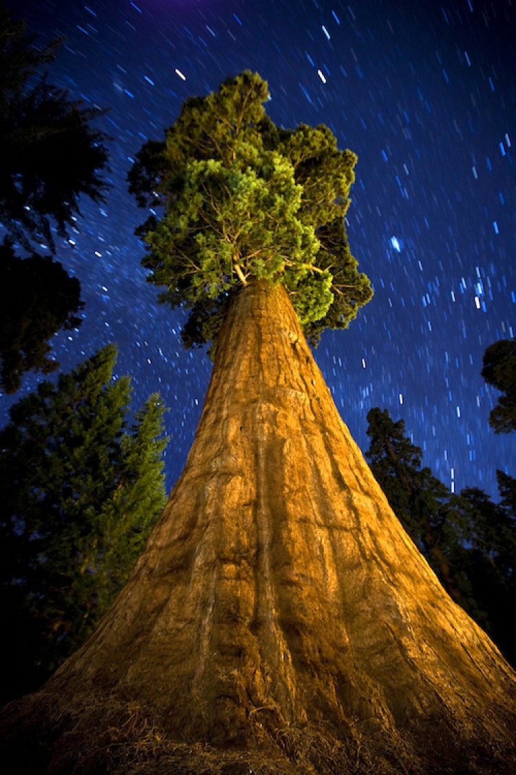 A giant sequoia reaches for the stars. Long exposure, no digital manipulation. Sequoia National Park, California. (Ian Shive) A giant sequoia reaches for the stars. Long exposure, no digital manipulation. Sequoia National Park, California. (Ian Shive)