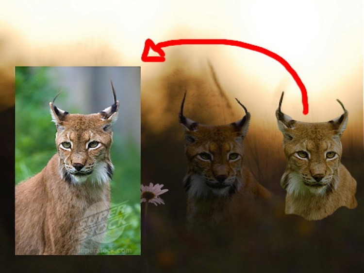 This picture from Swedish website Flashback.org shows how famous photographer Terje Helleso made one of his over 90 faked pictures of wild lynxes by cutting and pasting from stock photos. (flashback.org) This picture from Swedish website Flashback.org shows how famous photographer Terje Helleso made one of his over 90 faked pictures of wild lynxes by cutting and pasting from stock photos. (flashback.org)