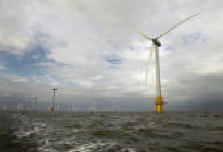 NextImg:Diving Seabird Populations Decline 94 Percent Near Offshore Wind Farms: Study