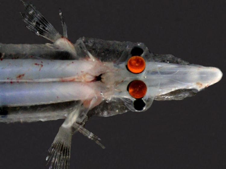 MIRROR TO THE SOUL: Researchers found Spookfish use mirrors in parts of its eyes. This view shows the fish�s upward pointing portion of the eye. The orange colour is from camera flash reflecting off the�mirror� inside the vertebrae's eyes' (Tamara Frank /Florida Atlantic University) MIRROR TO THE SOUL: Researchers found Spookfish use mirrors in parts of its eyes. This view shows the fish�s upward pointing portion of the eye. The orange colour is from camera flash reflecting off the�mirror� inside the vertebrae's eyes' (Tamara Frank /Florida Atlantic University)