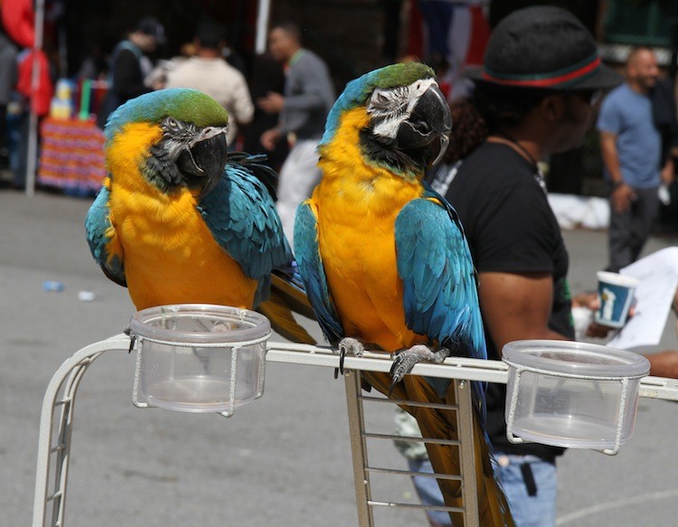 Two Macaw Parrots a male, Paco, and a female, SiSichill, during Primer Festival del Platano, an event honoring the plantain, a dietary staple for many Caribbean and African cultures. (Zack Stieber/The Epoch Times) Two Macaw Parrots a male, Paco, and a female, SiSichill, during Primer Festival del Platano, an event honoring the plantain, a dietary staple for many Caribbean and African cultures. (Zack Stieber/The Epoch Times)
