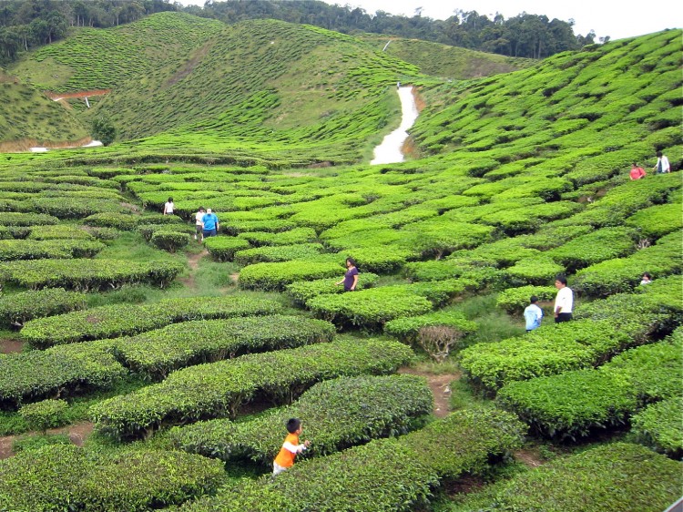 Tea_farm_LillyWang Tea has been picked and processed in China