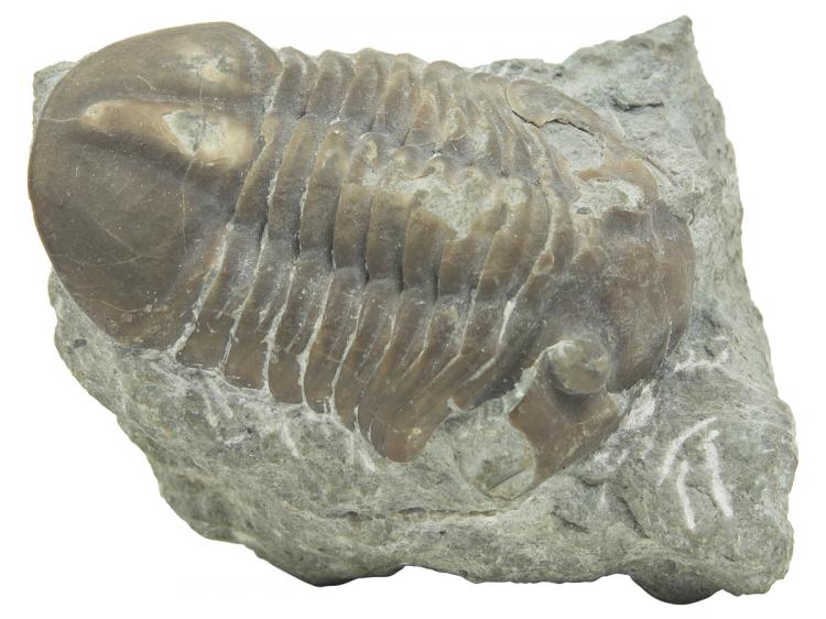 EXOSKELETON ENIGMA: Researchers have found that the extinction of the trilobite resulted from its inability to free itself from its own defense, its shell. (Photos.com) EXOSKELETON ENIGMA: Researchers have found that the extinction of the trilobite resulted from its inability to free itself from its own defense, its shell. (Photos.com)