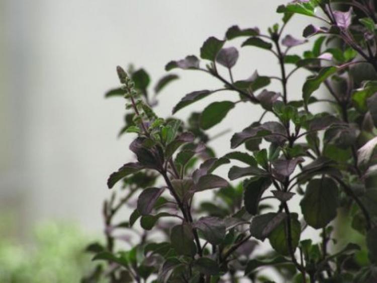 Ocimum tenuiflorum, also known as Tulsi or holy basil. (Wikipedia.org) Ocimum tenuiflorum, also known as Tulsi or holy basil. (Wikipedia.org)