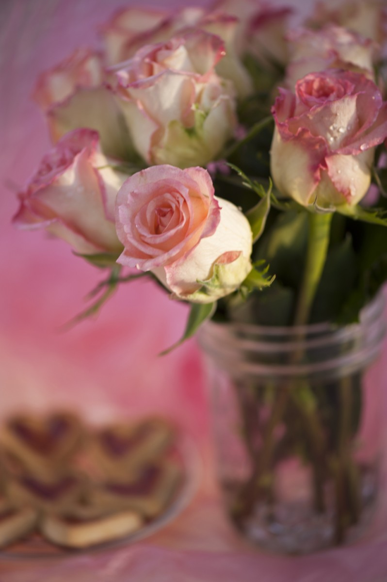 Rose for Valentine's Day 