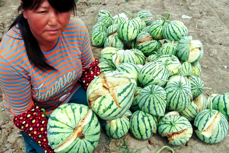 Split-open, unripened watermelons on May 13 in Yanling Township, Danyang City, Jiangsu Province. (Epoch Times Photo Archive)