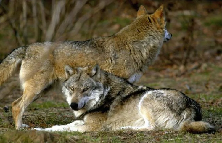 This stock photo shows a wolf. (Johannes Simon/AFP/Getty Images)