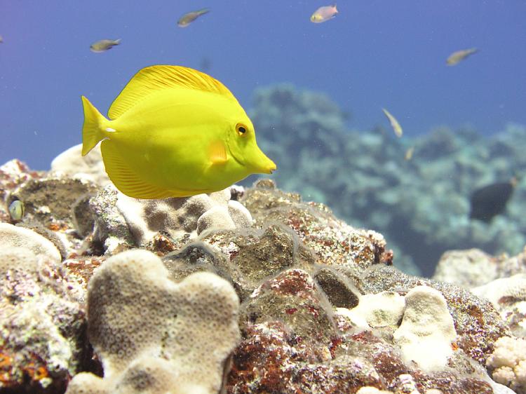 CAPTION: UNDERWATER SANCTUARY: A yellow tang swims amid a coral reef near Maug Island in the Mariana Archipelago. (Robert Schroeder/NOAA, Pacific Islands Fisheries Science Center) CAPTION: UNDERWATER SANCTUARY: A yellow tang swims amid a coral reef near Maug Island in the Mariana Archipelago. (Robert Schroeder/NOAA, Pacific Islands Fisheries Science Center)