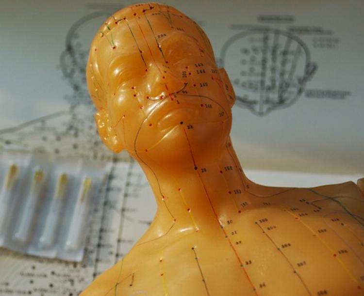 This model helps a trainee find and memorize acupuncture points. (Cat Rooney/Epoch Times Staff) This model helps a trainee find and memorize acupuncture points. (Cat Rooney/Epoch Times Staff)