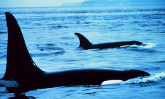 House GOP Looks to Reform Endangered Species Act