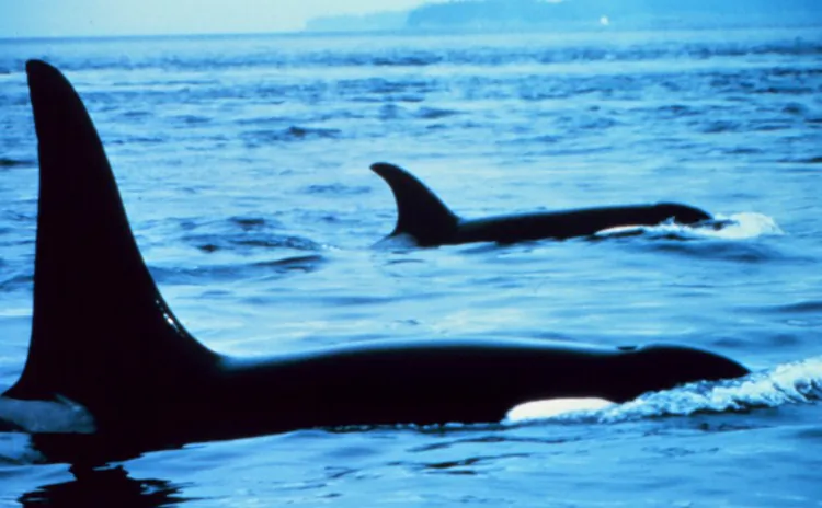 Killer whales swimming in the ocean. A California law firm is petitioning regulators to have southern resident killer whales removed from the U.S. endangered species list. (Captain Budd Christman/NOAA Corps)