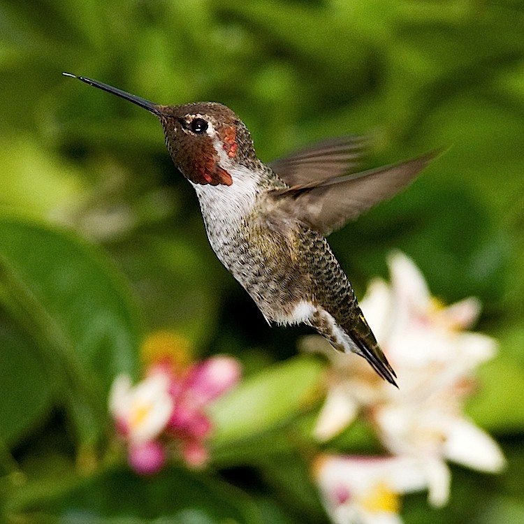 Male Anna's Hummingbird, Calypte anna. Each hummingbird species possesses a signature sound or feather song. (Kevin Cole/Wikimedia Commons) Male Anna's Hummingbird, Calypte anna. Each hummingbird species possesses a signature sound or feather song. (Kevin Cole/Wikimedia Commons)