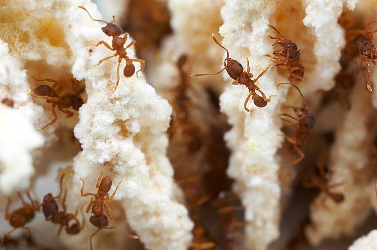 RUINING THE INSECTS' PLAN: Insects such as ants will no longer be able to climb up to the dinning table once the table legs are coated with a new insect repellent. (Stephanie Lam/The Epoch Times) RUINING THE INSECTS' PLAN: Insects such as ants will no longer be able to climb up to the dinning table once the table legs are coated with a new insect repellent. (Stephanie Lam/The Epoch Times)