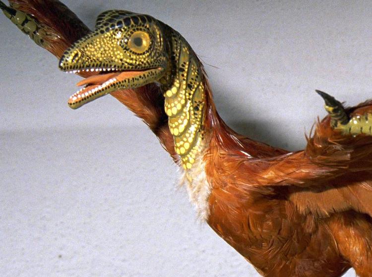 This model of the bird Archaeopteryx has scales on the head, although scientists never found scales in the fossil. (Courtesy of Carl Werner) This model of the bird Archaeopteryx has scales on the head, although scientists never found scales in the fossil. (Courtesy of Carl Werner)