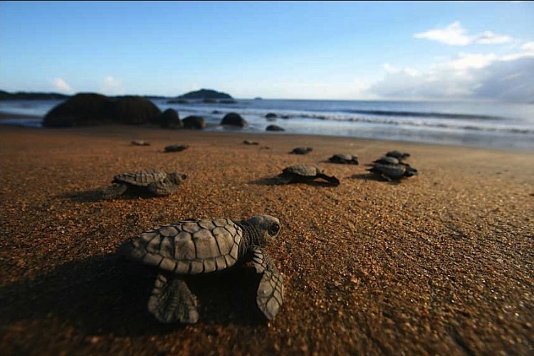 Olive ridley turtle hatchlings in French Guiana. (Sebastien Barrioz/Kwata) 
