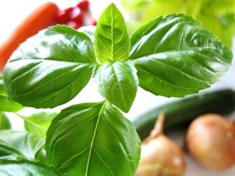 Repotting a newly purchased basil plant increases the joy of harvest and eating. (Sonja Winzer/www.pixelio.de) Repotting a newly purchased basil plant increases the joy of harvest and eating. (Sonja Winzer/www.pixelio.de)