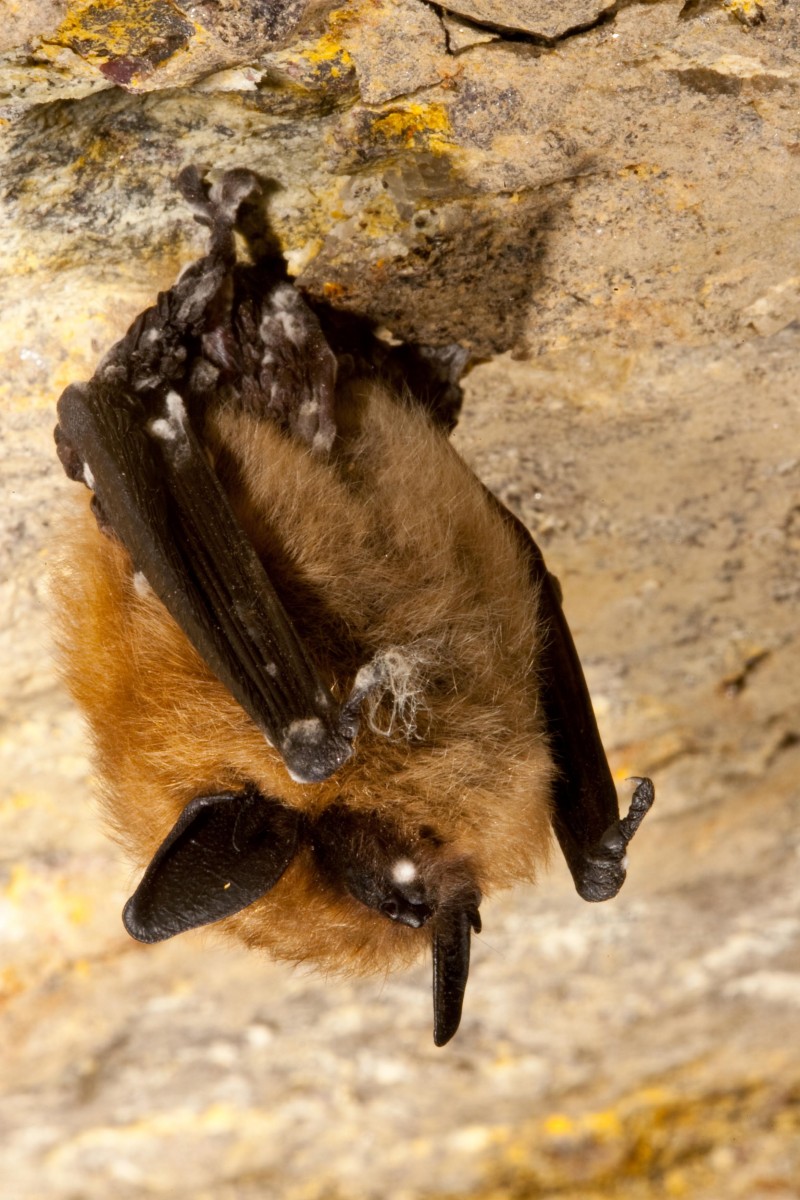 An eastern small-footed bat with white-nose syndrome. (Ryan von Linden/NYDEC) An eastern small-footed bat with white-nose syndrome. (Ryan von Linden/NYDEC)