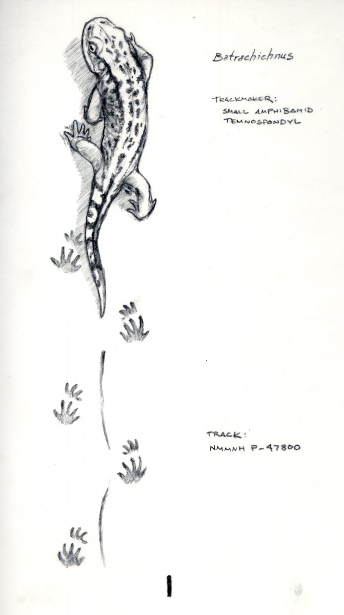 Interpretation of a small amphibian making Batrachichnus tracks. (Drawing by Matt Celeskey, courtesy of New Mexico Museum of Natural History and Science) Interpretation of a small amphibian making Batrachichnus tracks. (Drawing by Matt Celeskey, courtesy of New Mexico Museum of Natural History and Science)