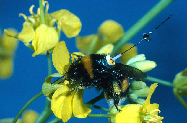 A bumblebee worker with a transponder attached to its back, visiting an oilseed rape flower. Tracking bees with radar shows how they find an optimal route between multiple flowers. (Andrew Martin)