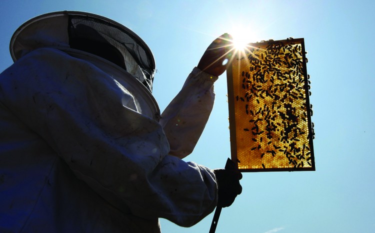 A beekeeper inspects an active beehive. Bee mortality rates in Canada and around the world have been increasing since 2006, and suspected to be caused by a range of physical and environmental factors. (Dan Kitwood/Getty Images) A beekeeper inspects an active beehive. Bee mortality rates in Canada and around the world have been increasing since 2006, and suspected to be caused by a range of physical and environmental factors. (Dan Kitwood/Getty Images)