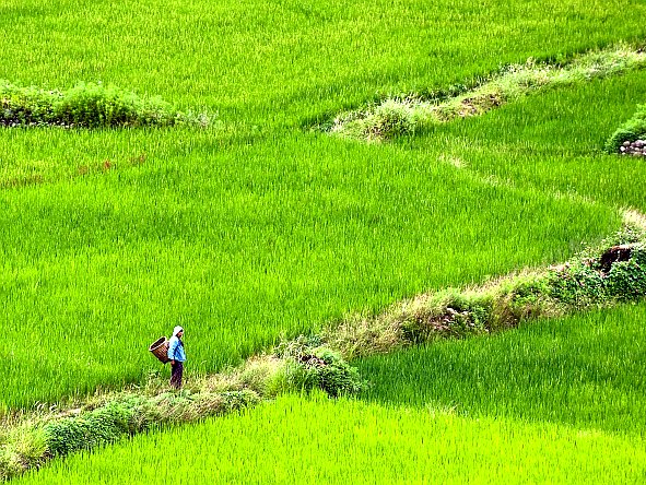 essay on agriculture in bhutan