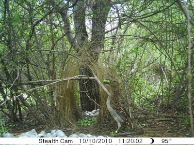 An international team of scientists has uncovered the first evidence of a non-human species cultivating plants for use other than as food. Instead, bowerbirds propagate fruits used as decorations in their sexual displays. (University of Exeter) An international team of scientists has uncovered the first evidence of a non-human species cultivating plants for use other than as food. Instead, bowerbirds propagate fruits used as decorations in their sexual displays. (University of Exeter)