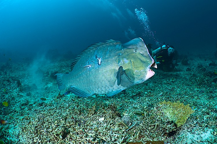 Diver swimming alongside a bumphead parrotfish at Gili Trawangan in Lombok, Indonesia. (Matthew Oldfield) Diver swimming alongside a bumphead parrotfish at Gili Trawangan in Lombok, Indonesia. (Matthew Oldfield)