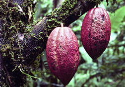 cacao100408 Epoch Times Photo