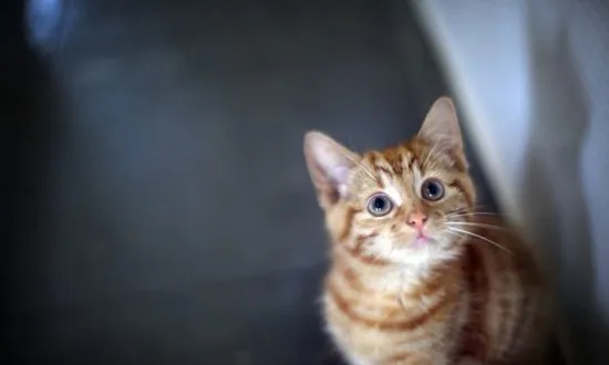 Lucy’s Law: Puppy and Kitten Farming to Be Outlawed in England Under New Legislation