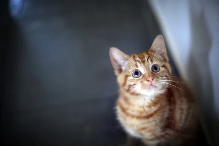 13-week-old kitten. (Christopher Furlong/Getty Images)
