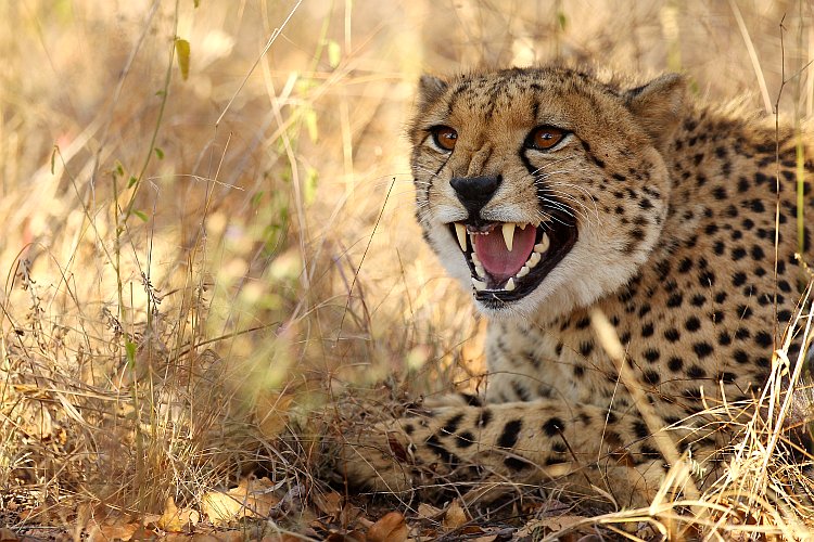 A cheetah hisses on July 20, 2010, in the Edeni Game Reserve A cheetah hisses on July 20, 2010, in the Edeni Game Reserve