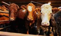 Post-Brexit Agricultural Plan Spells Financial Upheaval for British Farmers