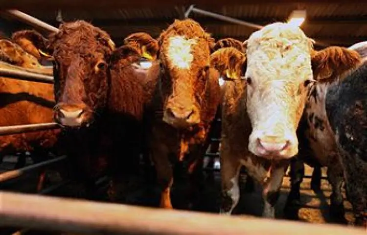 Beef cattle are sold at an auction in Ayr, Scotland, on Oct. 27, 2009. (Jeff J Mitchell/Getty Images)